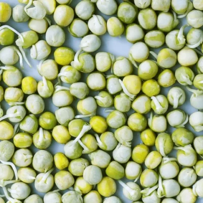 GREEN PEA SPROUTS