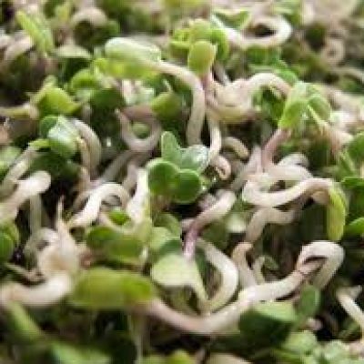 KALE SPROUTS