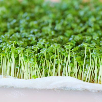 MUSTARD SPROUTS