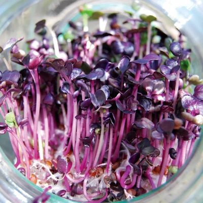 RADISH SPROUTS