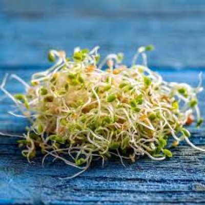 RED CLOVER SPROUTS