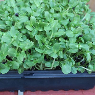 SUNFLOWER SPROUTS