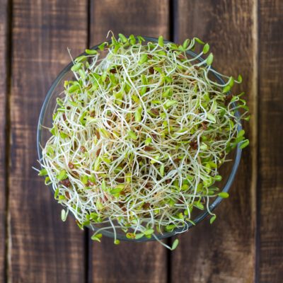 alfalfa